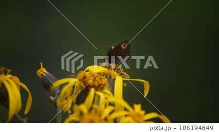 マルバダケブキの蜜を吸うベニヒカゲ本州亜種 108194649