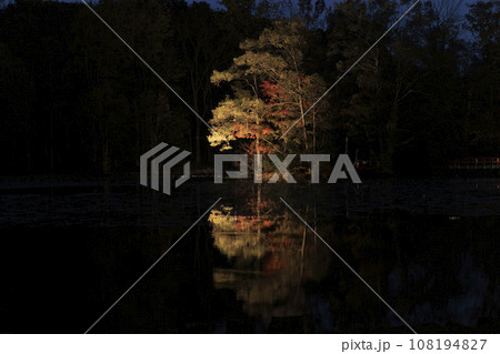 【北海道の紅葉2023】北斗市八郎沼公園の紅葉 夜、水鏡する木 【北海道の紅葉2023】北斗市八郎沼公園の紅葉 夜、水鏡する木 108194827