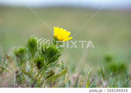 Close up of small yellow wild flower blooming in green spring field. 108194928