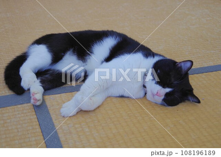 畳に寝ている猫 畳に寝ている猫 108196189