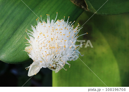 花弁は何処にあるの?マユハケオモト(眉刷毛万年青) 花弁は何処にあるの?マユハケオモト(眉刷毛万年青) 108196708