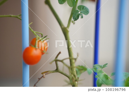 小学校2年生の子供が学校で育てていたミニトマトを夏休みに持ち帰ってきた。 108196796