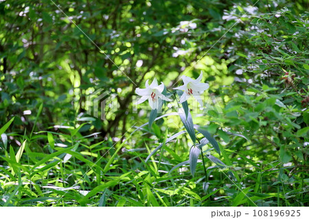 ササユリの花 108196925