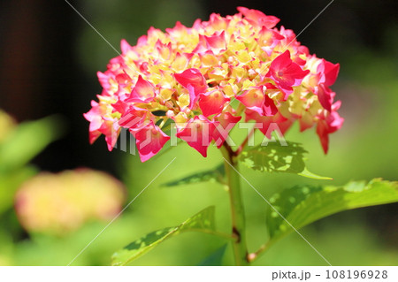 アジサイの花 アジサイの花 108196928