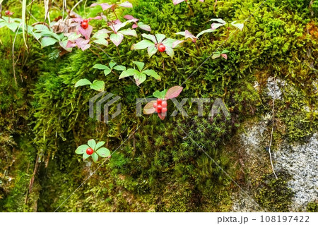赤く熟したゴゼンタチバナの実と苔のコラボシーン 108197422
