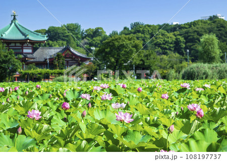 東京都　上野公園　不忍池　蓮の花 108197737