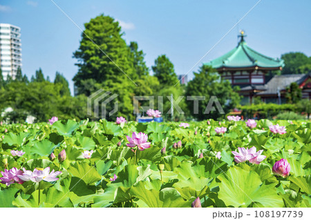 東京都　上野公園　不忍池　蓮の花 108197739