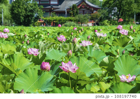 東京都　上野公園　不忍池　蓮の花 108197740
