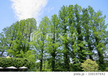 新緑メタセコイアの並木 新緑メタセコイアの並木 108197842