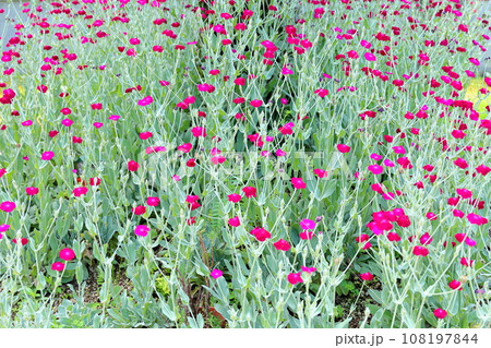 フランネルソウの花 フランネルソウの花 108197844