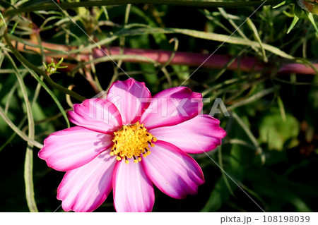 神戸総合運動公園のコスモスの丘に咲くコスモス 108198039