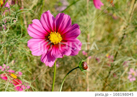 神戸総合運動公園のコスモスの丘に咲くコスモス 神戸総合運動公園のコスモスの丘に咲くコスモス 108198045