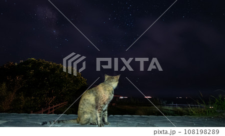 猫と星 猫と星 108198289
