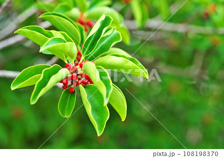 赤いクロガネモチの実（秋、十月） 108198370