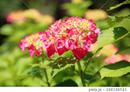 アジサイの花 108198581