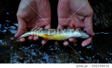 渓流釣りで釣れたカワサバ 渓流釣りで釣れたカワサバ 108198616