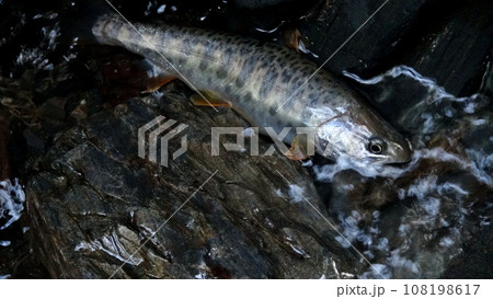 渓流釣りで釣れたカワサバ 108198617