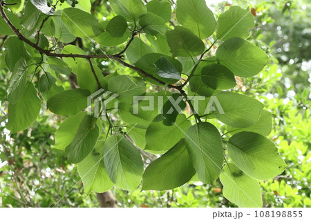 自然 植物 マルバチシャノキ、暖地性の落葉樹。大きな丸い葉が特徴、若葉と果実は食べられます 自然 植物 マルバチシャノキ、暖地性の落葉樹。大きな丸い葉が特徴、若葉と果実は食べられます 108198855