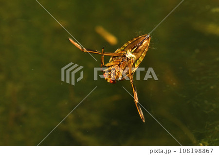 マツモムシ 108198867