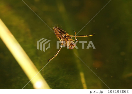 マツモムシ 108198868