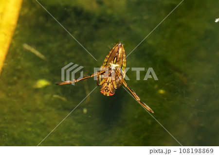 マツモムシ マツモムシ 108198869