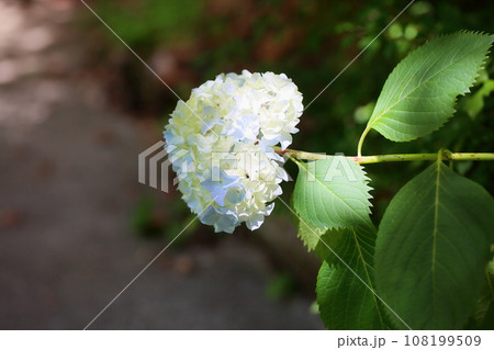 アジサイの花 アジサイの花 108199509