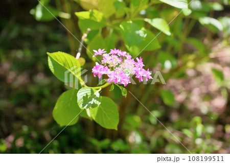 ヤマアジサイの花　七段花 108199511