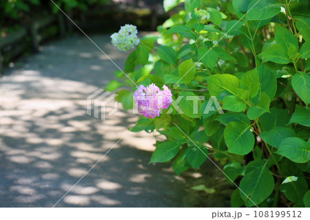 ヒメアジサイの花 ヒメアジサイの花 108199512