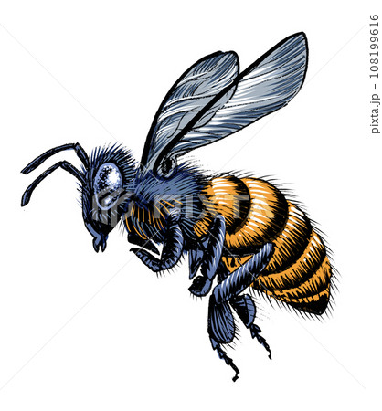 Flying bee. Hand-drawn ink on paper and hand-colored on tablet Flying bee. Hand-drawn ink on paper and hand-colored on tablet 108199616