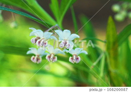 フウセントウワタの白い花（秋、十月） 108200087