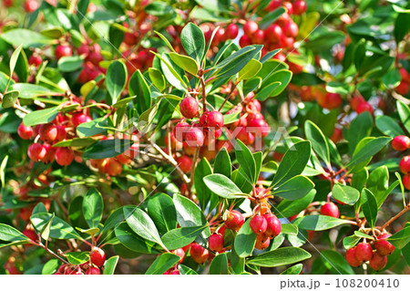赤いモッコクの実(秋、十月) 赤いモッコクの実(秋、十月) 108200410