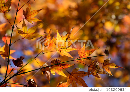 紅葉に染まる秋の勝尾寺 紅葉に染まる秋の勝尾寺 108200634