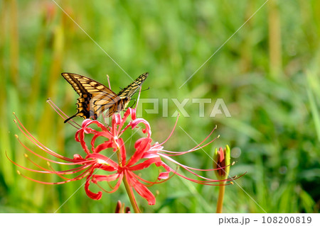 彼岸花とアゲハチョウ 108200819