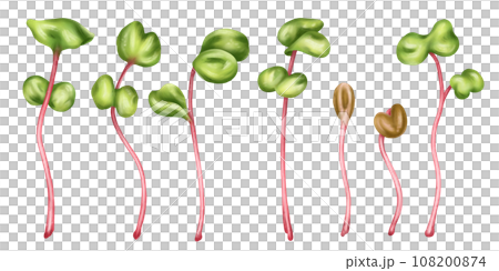 Illustration of a micro-green radish in watercolor style. Young seed seedlings, edible leaves, a healthy food supplement. Clipart on a white background. Gardening plants, cooking ingredients 108200874