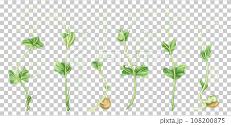 Illustration of micro-green peas in watercolor style. Young seed seedlings, edible leaves, a healthy food supplement. Clipart on a white background. Legumes for gardening, ingredients for cooking Illustration of micro-green peas in watercolor style. Young seed seedlings, edible leaves, a healthy food supplement. Clipart on a white background. Legumes for gardening, ingredients for cooking 108200875