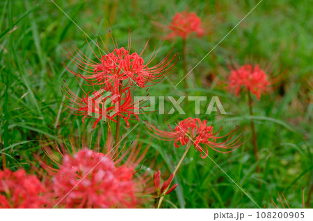 雨に濡れる彼岸花 雨に濡れる彼岸花 108200905