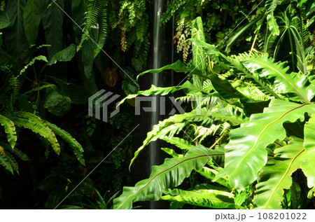 生い茂る熱帯植物と人工の滝 108201022