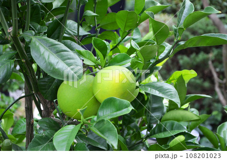 ザボン（ブンタン）の果実 108201023