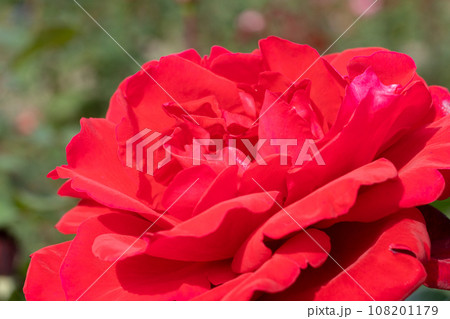 赤いバラの花 108201179