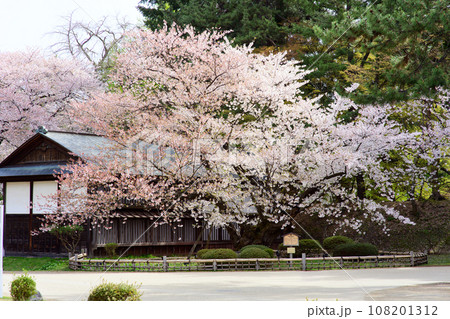 弘前城最長寿の染井吉野 天然記念物 青森県 弘前城最長寿の染井吉野 天然記念物 青森県 108201312