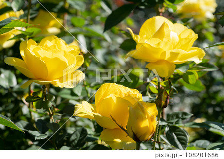 黄色いバラの花 黄色いバラの花 108201686