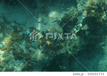 沖縄のコウイカ 沖縄のコウイカ 108201733