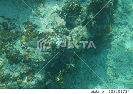 沖縄のコウイカ 108201734