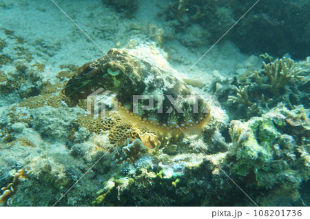 沖縄のコウイカ 108201736