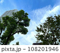 見上げる木々と青空 108201946