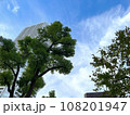 見上げる木々と青空 108201947