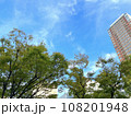 見上げる木々と青空 108201948
