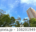 見上げる木々と青空 108201949