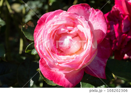 赤いバラの花 108202306