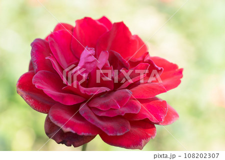 赤いバラの花 赤いバラの花 108202307